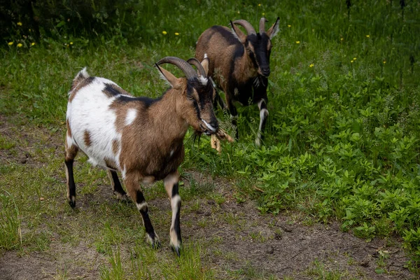 Bunte Ziege Spaziert Einem Sommertag Locker Den Hof — Stockfoto