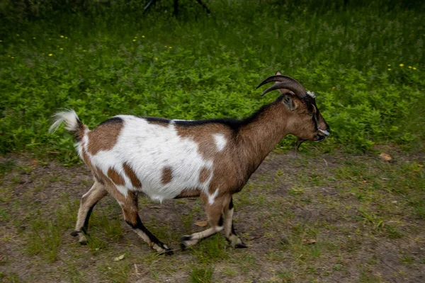 Bunte Ziege Spaziert Einem Sommertag Locker Den Hof — Stockfoto