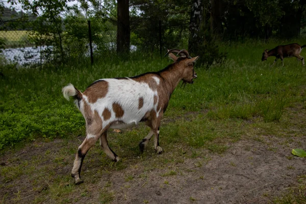 Kolorowa Koza Spacerująca Luźno Farmie Letni Dzień — Zdjęcie stockowe