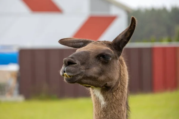 head portrait of a brown llama outdoors on a farm