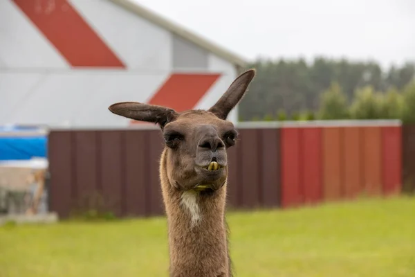 Hoofd Portret Van Een Bruine Lama Buiten Een Boerderij — Stockfoto