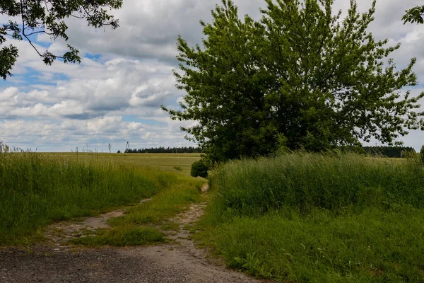 Sommerlandschaft Schmaler Feldweg Zwischen Grünen Bäumen — Stockfoto