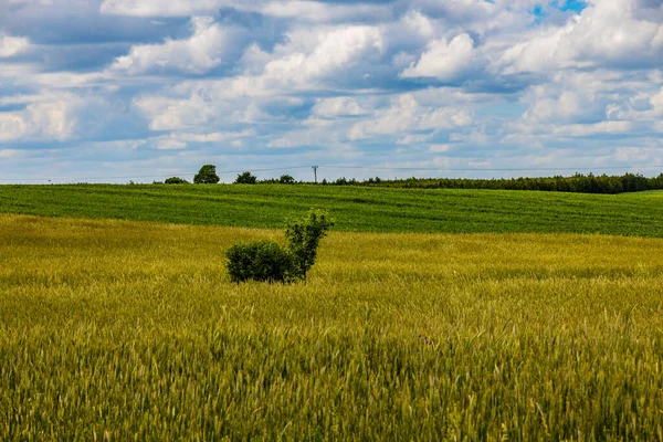 Сельскохозяйственный Ландшафт Польше Теплый Летний День — стоковое фото