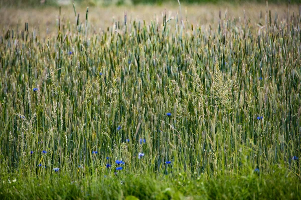 Grön Majs Fältet Med Blå Blåklint Sommardag Som Skapar Bakgrunden — Stockfoto