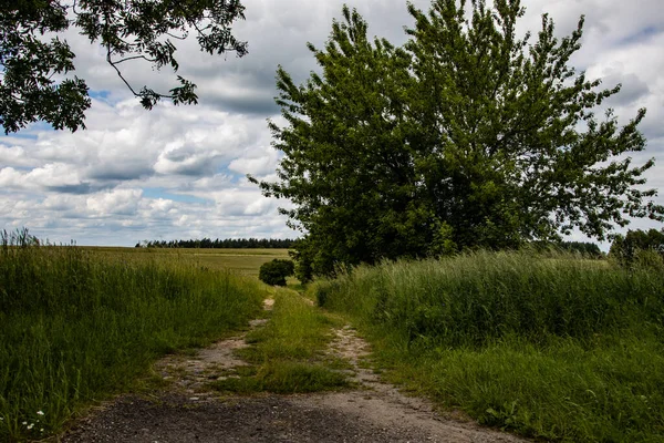 Letní Krajina Úzká Polní Cesta Mezi Zelenými Stromy — Stock fotografie