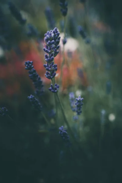 Lila Lavendel Blommor Trädgården Grön Bakgrund — Stockfoto