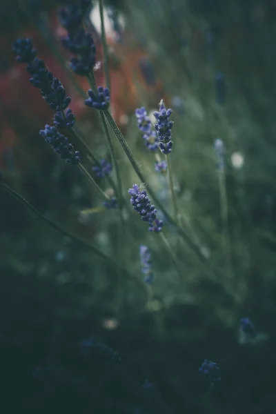 緑の背景の庭に紫色のラベンダーの花 — ストック写真