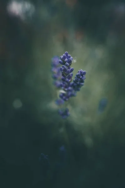 Violette Lavendelblüten Garten Auf Grünem Hintergrund — Stockfoto
