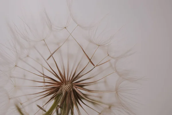 Verão Dandelion Flor Close Fundo Claro — Fotografia de Stock