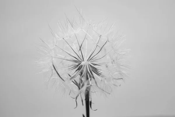 Flor Diente León Verano Primer Plano Sobre Fondo Claro — Foto de Stock