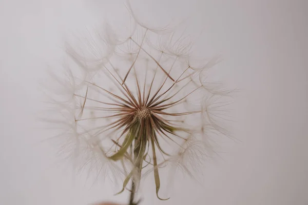 Summer Dandelion Flower Close Light Background — Stock Photo, Image