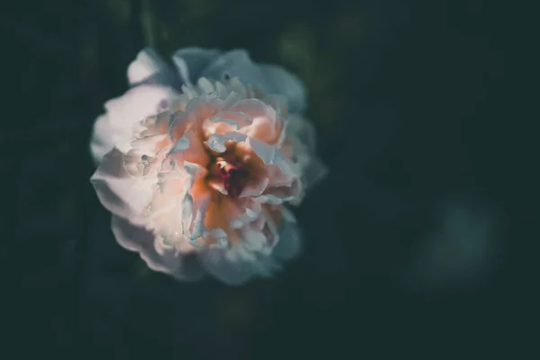 Peonia Rosa Pallido Sullo Sfondo Giardini Verdi Una Giornata Estiva — Foto Stock