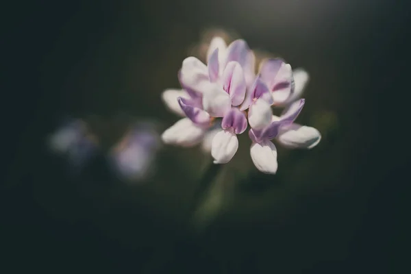 Фиолетовый Полевой Цветок Лугу Зеленом Фоне Теплый Летний День — стоковое фото