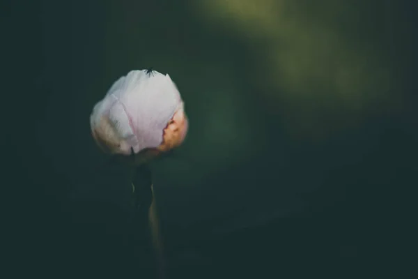 Světle Růžová Pivoňka Pozadí Zelených Zahrad Letní Den — Stock fotografie