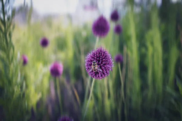 Runde Lila Blume Nahaufnahme Auf Grünem Gartenhintergrund — Stockfoto