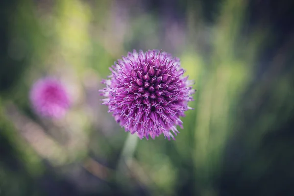 Ronde Paarse Bloem Close Een Groene Tuin Achtergrond — Stockfoto