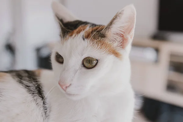 Beautiful Cute Little White Red Cat Closeup — Stock Photo, Image