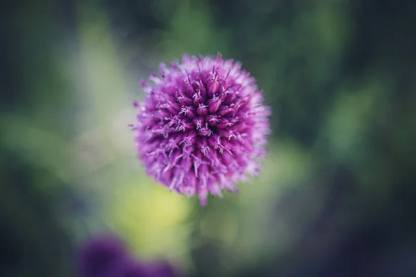 Ronde Paarse Bloem Close Een Groene Tuin Achtergrond — Stockfoto