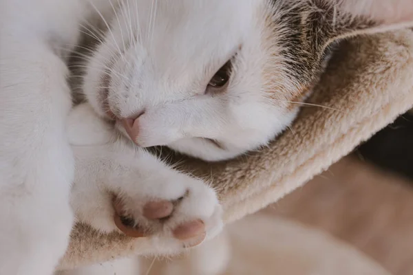 Красивая Милая Маленькая Бело Красная Спящая Кошка Крупным Планом — стоковое фото