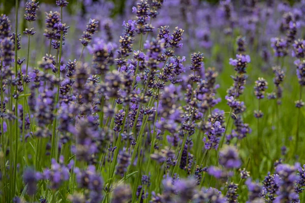 Schöne Lila Lavendelblüten Mit Einem Warmen Tag Nahaufnahme — Stockfoto