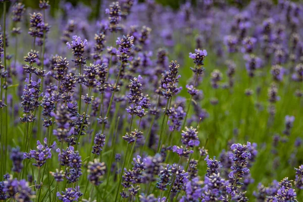 Schöne Lila Lavendelblüten Mit Einem Warmen Tag Nahaufnahme — Stockfoto