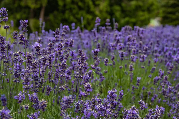 Schöne Lila Lavendelblüten Mit Einem Warmen Tag Nahaufnahme — Stockfoto