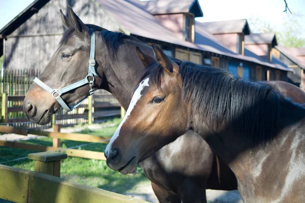 close-up portrait of the head of two horses, mare and foal