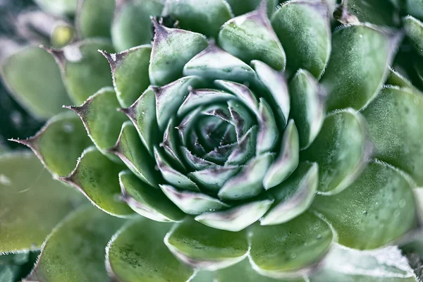 夏园中美丽的绿色蔷薇多汁植物 — 图库照片