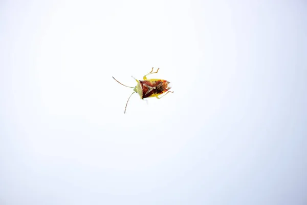 Mică Insectă Colorată Fundal Alb Luminos Apropiere — Fotografie, imagine de stoc