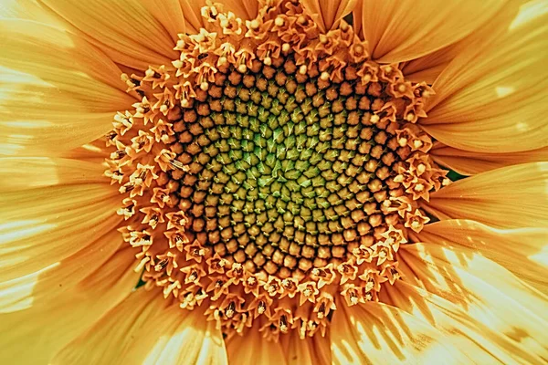 Όμορφο Κίτρινο Ηλιοτρόπιο Κοντά Σχηματίζοντας Ένα Φυσικό Υπόβαθρο — Φωτογραφία Αρχείου