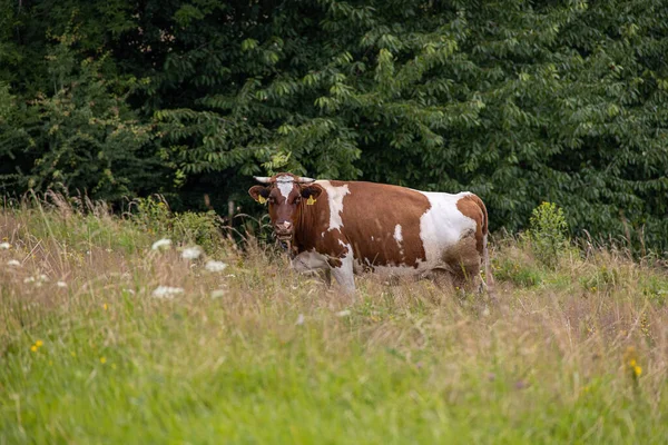 Vaca Branca Marrom Pasto Verão — Fotografia de Stock