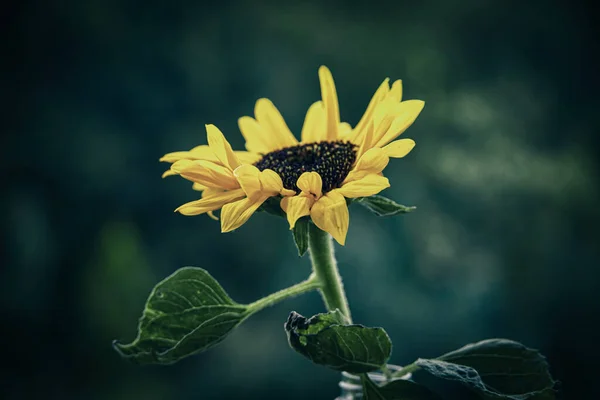 Beau Tournesol Jaune Gros Plan — Photo