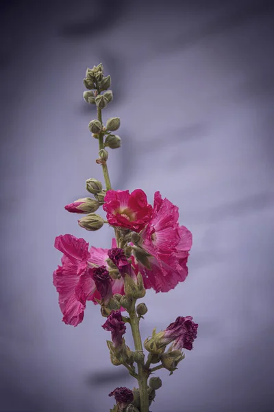 Belles Fleurs Mauve Été Dans Jardin — Photo