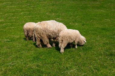 Sıcak bir yaz gününde Polonya Tatra Dağları 'nda yeşil bir çayırda otlayan beyaz koyun.
