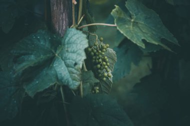 Sarmaşıkta yeşil üzüm Bir yaz günü yakın planda