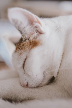 Güzel, küçük, beyaz, kırmızı, uyuyan kedi.