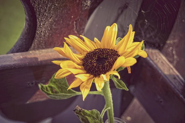 Beau Tournesol Jaune Gros Plan — Photo