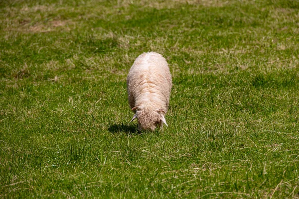 Weiße Schafe Weiden Einem Warmen Sommertag Auf Einer Grünen Wiese — Stockfoto