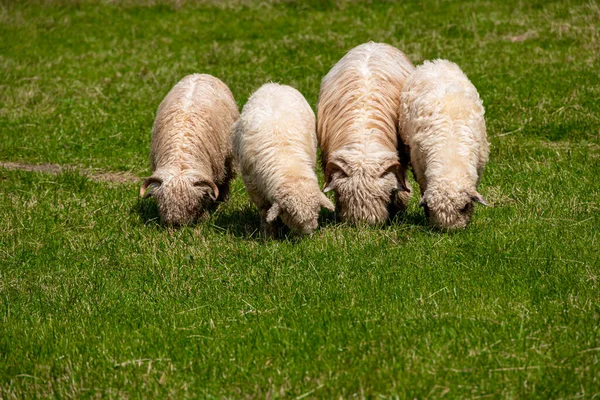 暖かい夏の日にポーランドのタトラ山脈の緑の牧草地で白い羊の放牧 — ストック写真