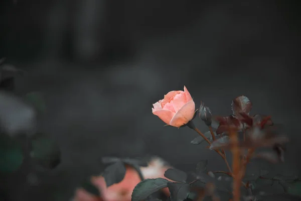 Όμορφο Ροζ Τριαντάφυλλο Στο Θάμνο Ένα Σκούρο Φόντο Στον Κήπο — Φωτογραφία Αρχείου