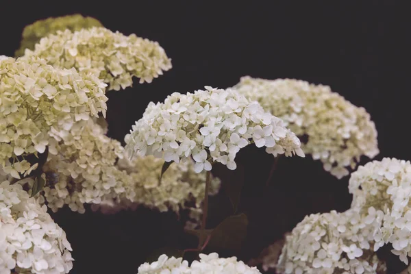 Красива Квітка Білої Гортензії Серед Зеленого Листя Літньому Саду — стокове фото