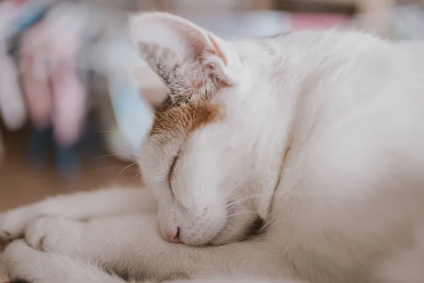 Schöne Süße Kleine Weiß Rote Schlafende Katze Nahaufnahme — Stockfoto