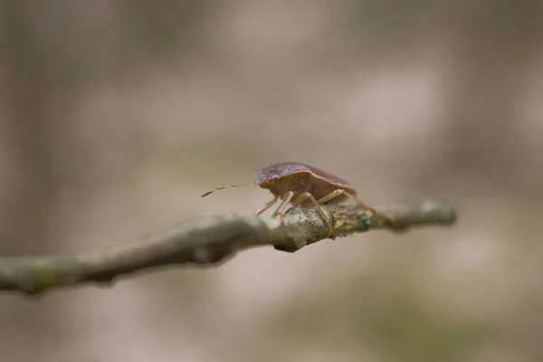 Petit Insecte Brun Sur Une Brindille Sans Feuilles Sur Fond — Photo