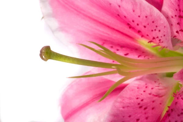 Красивый Цветок Розовой Лилии Белом Изолированном Фоне Крупным Планом — стоковое фото