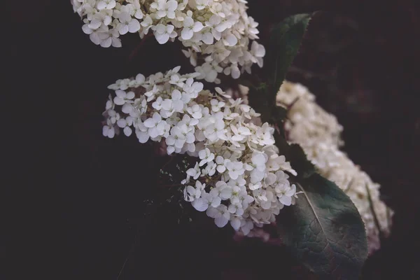 夏の庭の緑の葉の間に白いアジサイの美しい花 — ストック写真