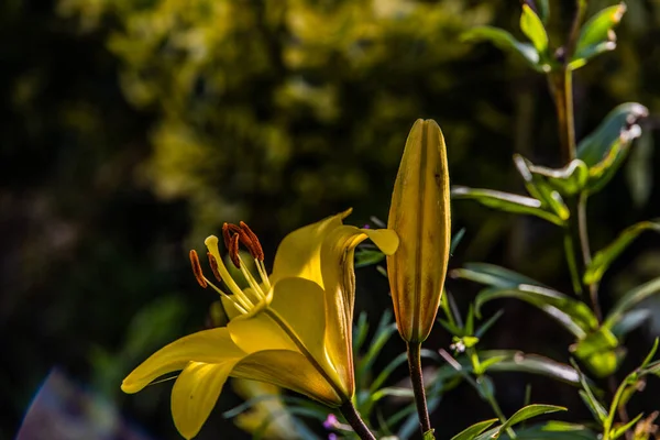 夏の庭の緑の葉の間に美しい黄色のユリの花 — ストック写真