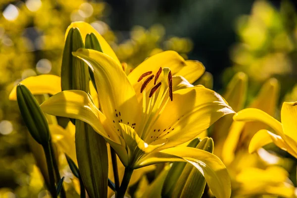 Hermosa Flor Lirio Amarillo Entre Hojas Verdes Jardín Verano —  Fotos de Stock