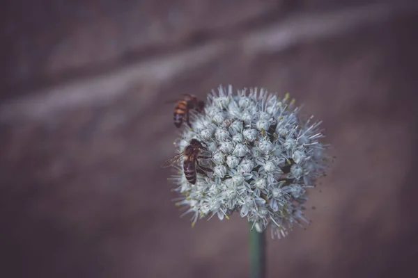 用蜜蜂在柔和温暖的背景上一朵漂亮的大蒜花 — 图库照片