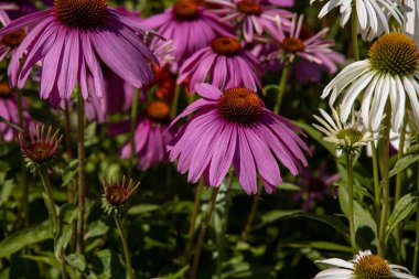 Güneşli bir günde, yaz bahçesinde güzel mor çiçekler.