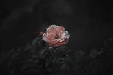 Bahçedeki koyu bir arka planda, çalılıklarda güzel pembe bir gül